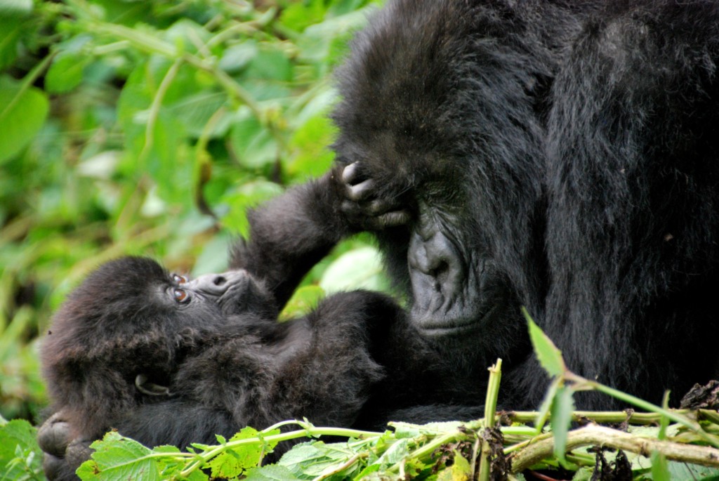 Mother and baby mountain gorillas, Volcanoes National Park, Rwanda. Source: Wikimedia / Carine06. https://commons.wikimedia.org/wiki/File:Mother_and_baby_mountain_gorillas._Volcanoes_National_Park,_Rwanda_(8159411404).jpg