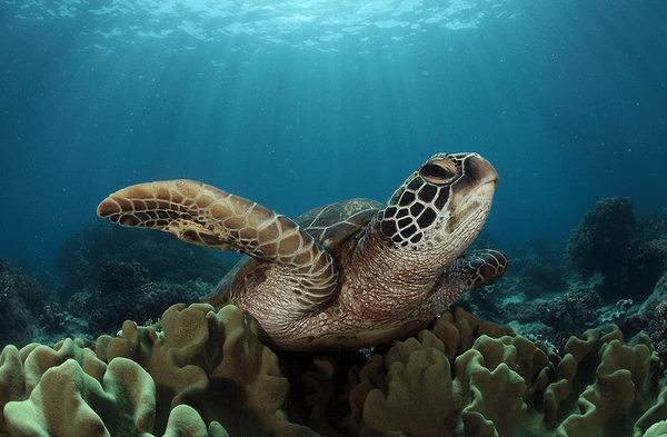 Sea turtle 'pawikan' off the shores of Apo Island. Source: Wikimedia / Jun V Lao