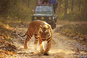 "The devastating decline in Indian tiger numbers was mostly caused by colonial and elite hunting rather than by tribal peoples - who have lived alongside tigers for millennia." -- Survival International