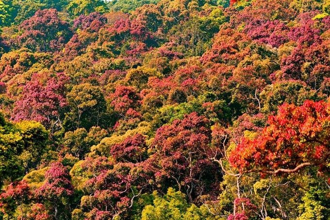 Sơn Trà forest in Spring. Source: GreenViet