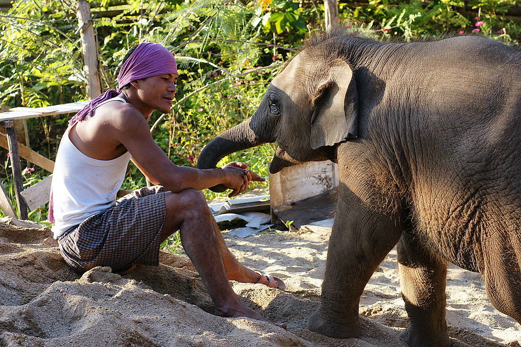 A mahout with young elephant. By Alexander Klink [CC BY 3.0 (http://creativecommons.org/licenses/by/3.0)], via Wikimedia Commons