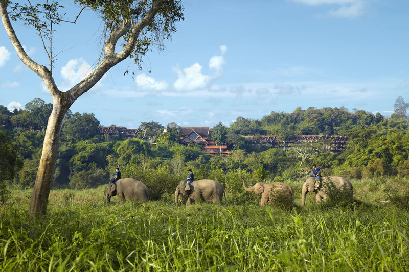 "Despite there being zero evidence from the past 3,500 years, it has become received wisdom that riding an elephant is inherently harmful." Image source: Anantara Golden Triangle Elephant Camp & Resort 