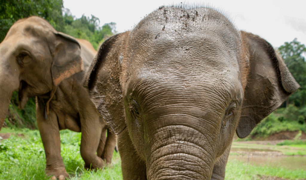 ACEWG appears to be tackling the valid concerns around elephant tourism head-on. Image: ACEWG