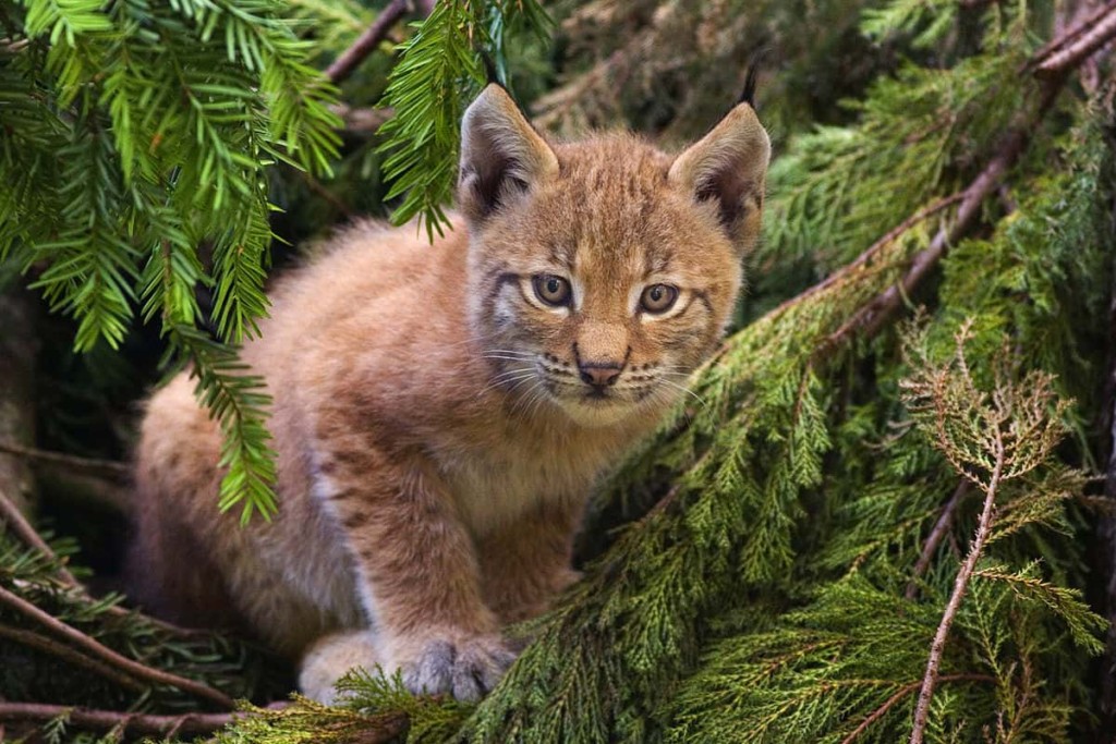 Species reintroduction ecotourism. A Eurasian lynx kitten. By Bernard Landgraf, CC BY-SA 3.0, via Wikimedia https://commons.wikimedia.org/w/index.php?curid=217850