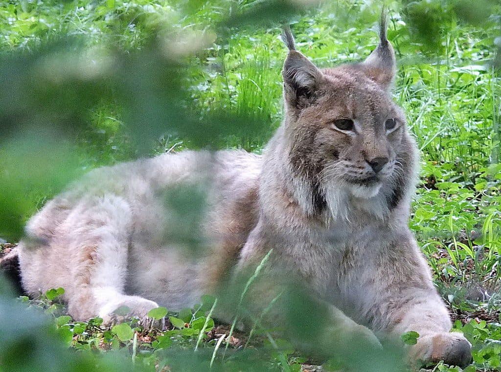 Species reintroduction ecotourism. Eurasian lynx in Wildpark Leipzig. By Ad Meskens, CC BY-SA 4.0, via Wikimedia Commons https://commons.wikimedia.org/wiki/File%3ALeipzig_Wildpark_Eurasian_lynx_01.jpg