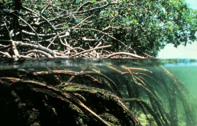 Caribbean tourism climate change; mangroves