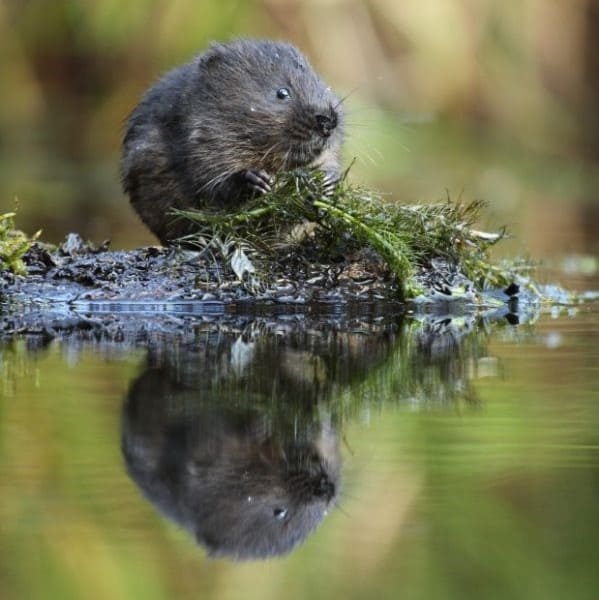 Species reintroduction ecotourism. The largest ever reintroduction of endangered water voles in the UK is underway. Source: VisitKielder.com