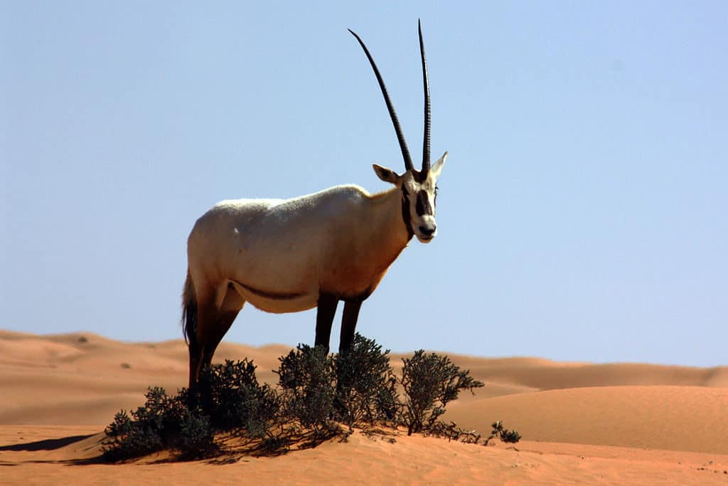 Oman ecotourism and the Arabian oryx