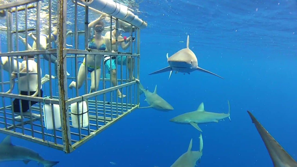 shark tourism, including cage-diving with white shark, has been valued with a method that could be useful to other wildlife and ecotourism industries