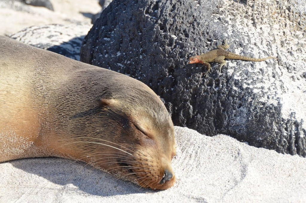 Galapagos tourism must consider its impact on its core attractions