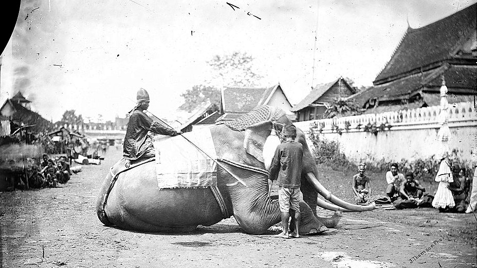 War elephant of Siam, 1866. Photo by John Thomson. Sourced from the Wellcome Trust via Wikimedia