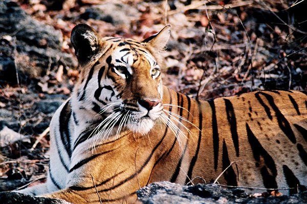 Panthera tigris at Pench Tiger Reserve, Madhya Pradesh, India. By Grassjewel (CC BY-SA 3.0) via Wikimedia. https://commons.wikimedia.org/wiki/File:Panthera_tigris_tigris_pench.jpg