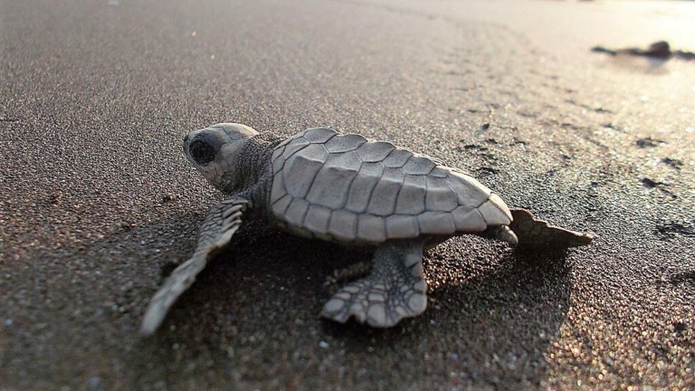 How tourism in India can help protect olive ridley turtles - The 