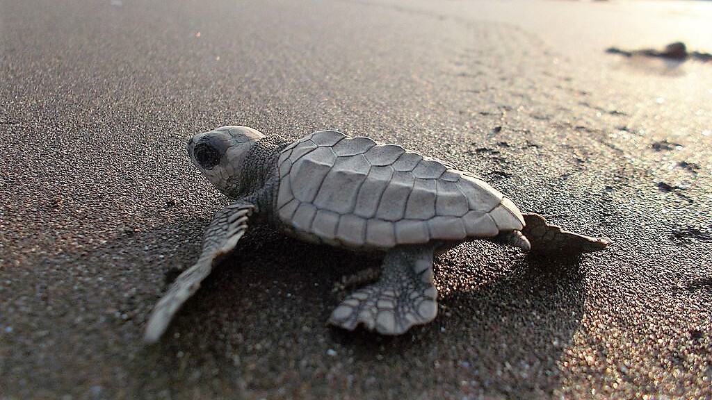 Olive ridley turtle hatchling on its hazardous sprint to the sea by Pawar Pooja (CC BY-SA 4.0) via Wikimedia. https://commons.wikimedia.org/wiki/File:Olive_ridley_turtle_DSCN0695.jpg