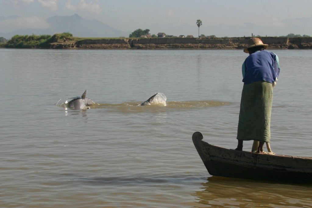 Co-operative fishing with Irrawaddy dolphins