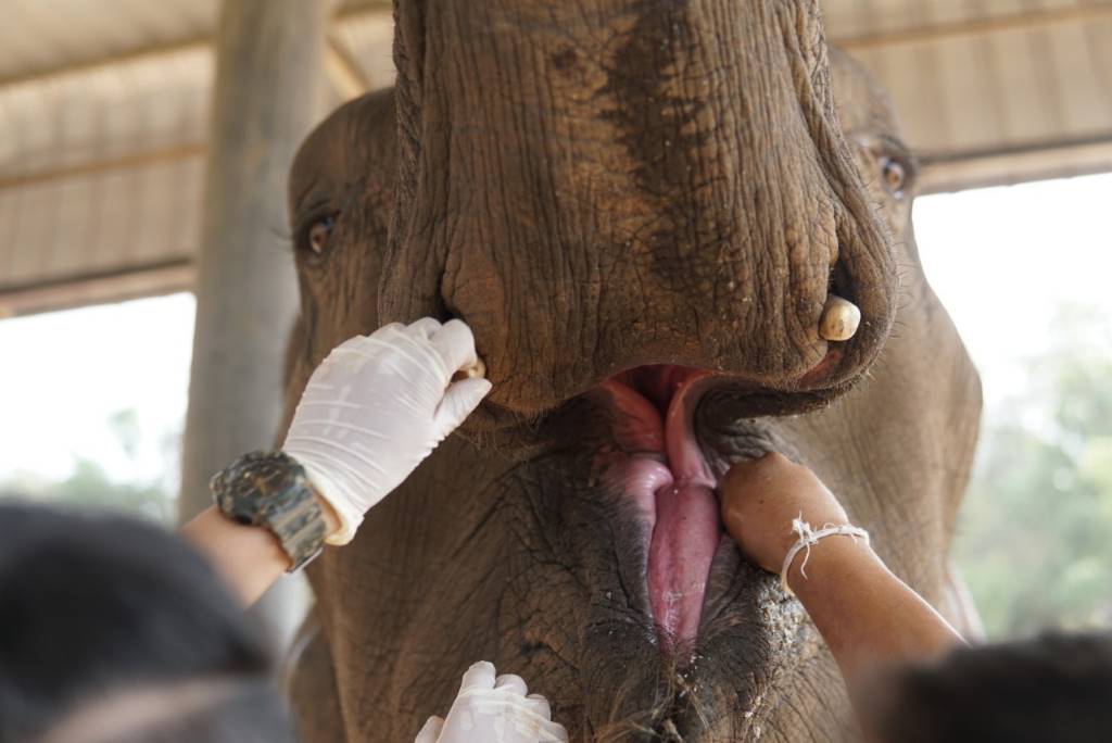 “Mae Noi, a 16-year-old female elephant living in Huai Phakkud, Thailand, is a shining example of the importance of early veterinary intervention for captive elephants and the need to keep veterinarians on the job.” Mae Noi, who had eaten from a toxic plant that made her mouth swollen and painful, has fully recovered thanks to appropriate veterinary intervention. Image supplied by Hollis Burbank-Hammarlund.