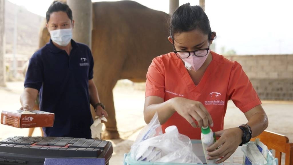 Veterinary healthcare workers are under as much pressure as medical workers because many are being laid off. The rest, like veterinary nurse Siwawut Munesane (left) and Dr Tittaya Janyamethakul, have to pick up the slack. Image supplied by author.