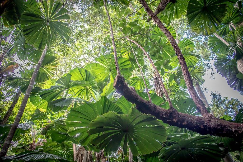 Daintree rainforest, Queensland, Australia. By adrimarie (CC0) via Pixabay. https://pixabay.com/photos/daintree-rainforest-australia-4673212/