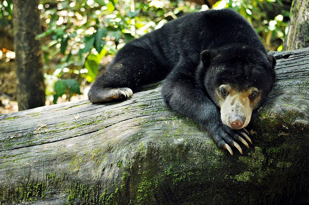 A Bornean sun bear at the Bornean Sun Bear Conservation Centre, Sepilok, Sabah, Malaysia. Image by Bornean Sun Bear Conservation Centre (CC-BY-SA-3.0) via Wikimedia Commons. https://commons.wikimedia.org/wiki/File:Sepilok_Sabah_BSBCC-photos-by-Wong-Siew-Te-02.jpg