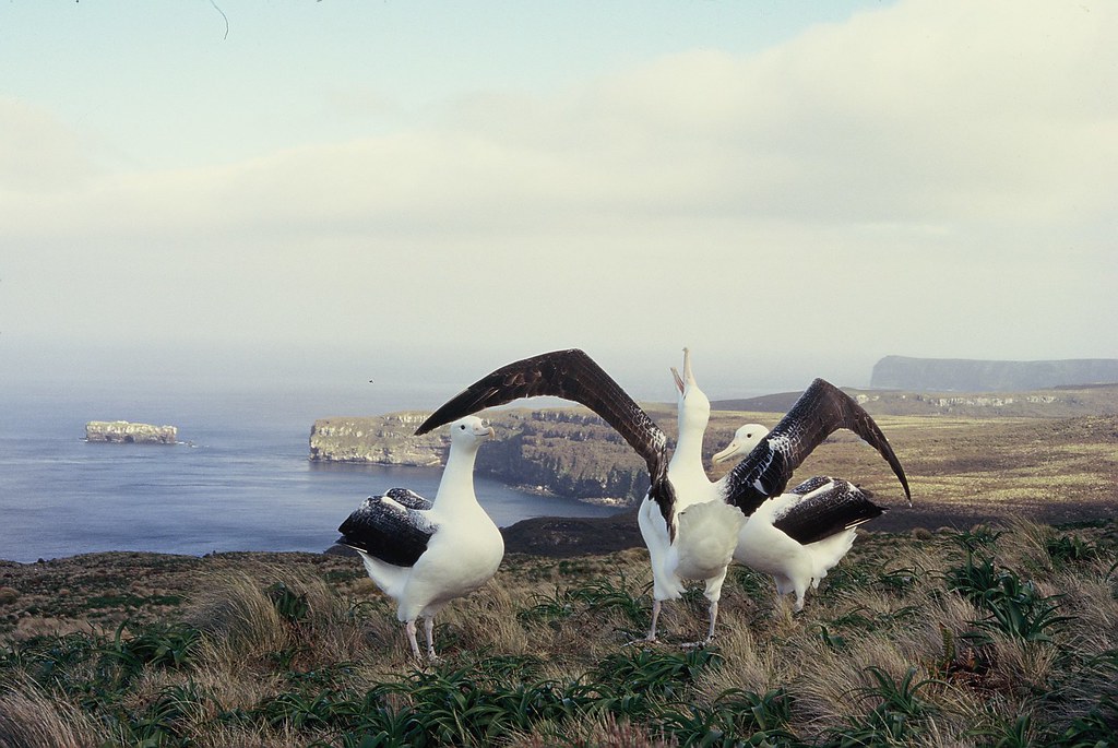 Southern royal albatross, Campbell Island, New Zealand, 1996 By Edward Abraham (CC BY-SA 2.0) via Flickr. https://www.flickr.com/photos/slipperydip/39642400551