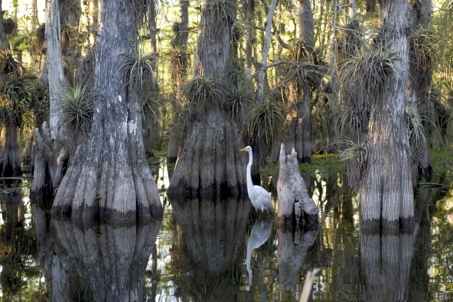 A great egret in a cypress grove, Everglades National Park, Florida, USA. By the US National Park Service (CC0) via Wikimedia.