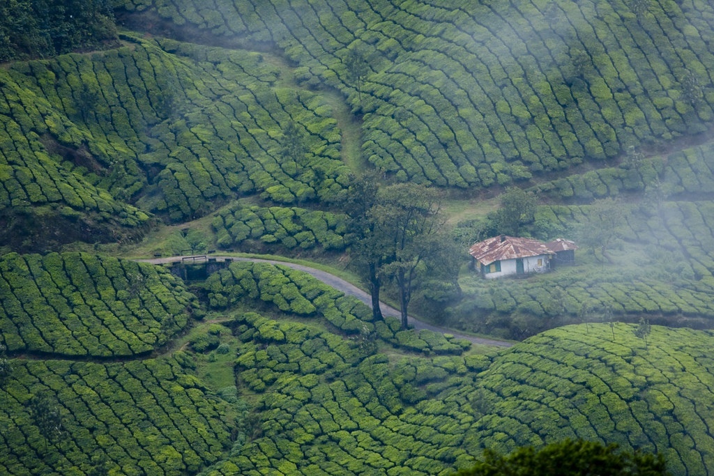 Munnar. By Kerala Tourism (CC BY-SA 2.0) via Flickr. https://www.flickr.com/photos/keralatourism/4182528602