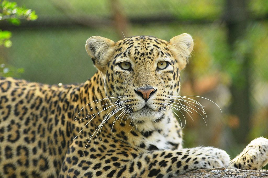 Rescued leopard at the Manikdoh Leopard Rescue Centre. By Rhealopez168 (CC BY-SA 4.0) via Wikimedia. https://commons.wikimedia.org/wiki/File:Leopard_at_MLRC.jpg
