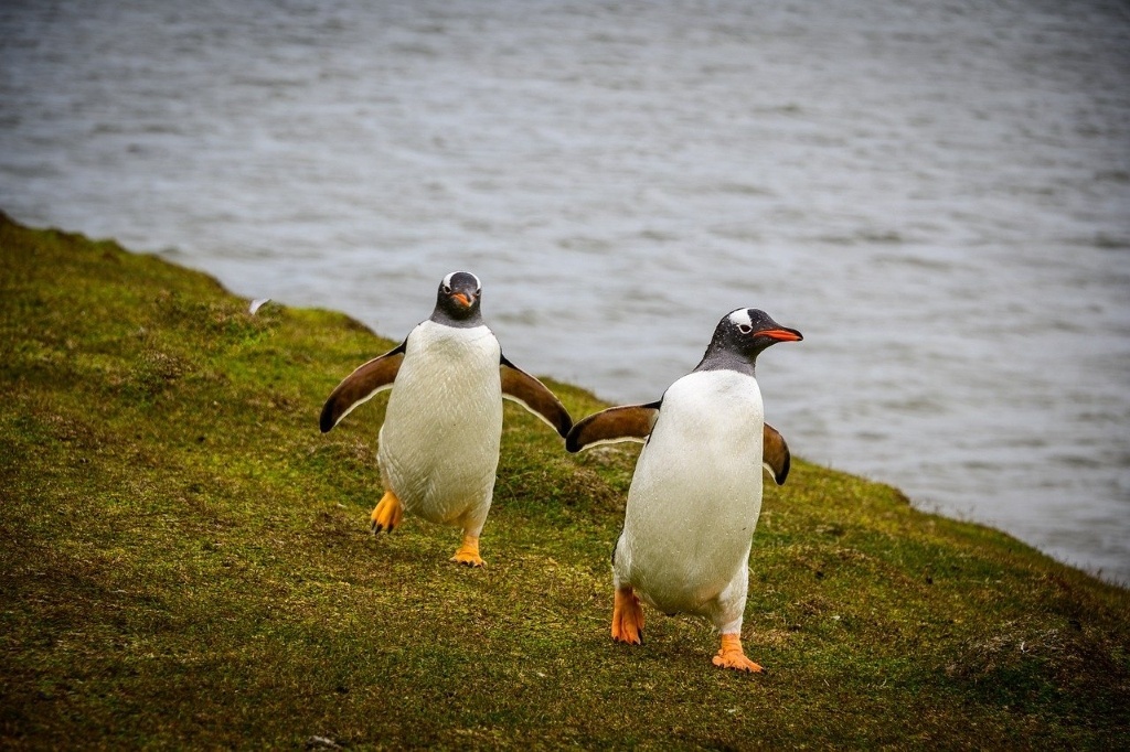 Falkland Islands penguins. By spalla67 (CC0) via Pixabay. https://pixabay.com/photos/penguins-falkland-nature-bird-5208545/