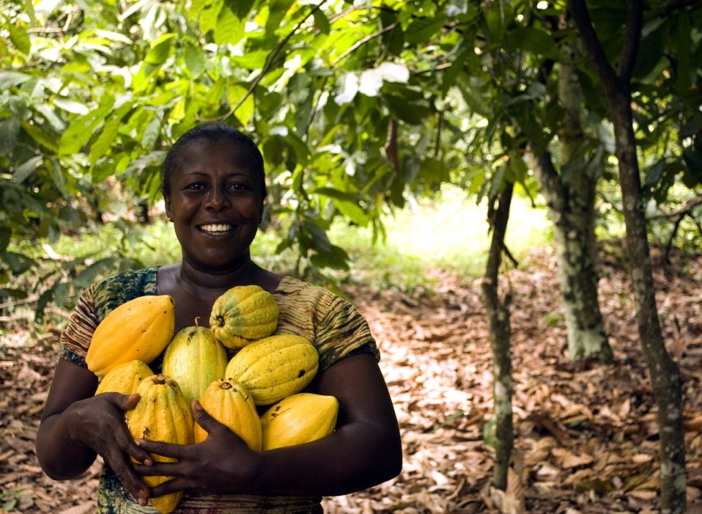 Harvesting cocoa in Ghana. By dghchocolatier (CC0) via Pixabay. https://pixabay.com/fr/photos/fruits-alimentaire-croissance-arbre-3247447/