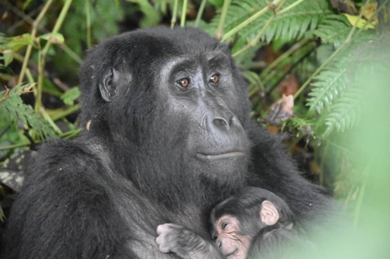 new baby mountain gorilla uganda wildlife authority