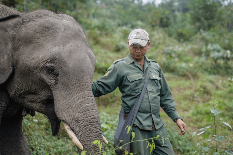 ECC mahout taking care of his juvenile male elephant. Image by Anabel Lopez-Perez.