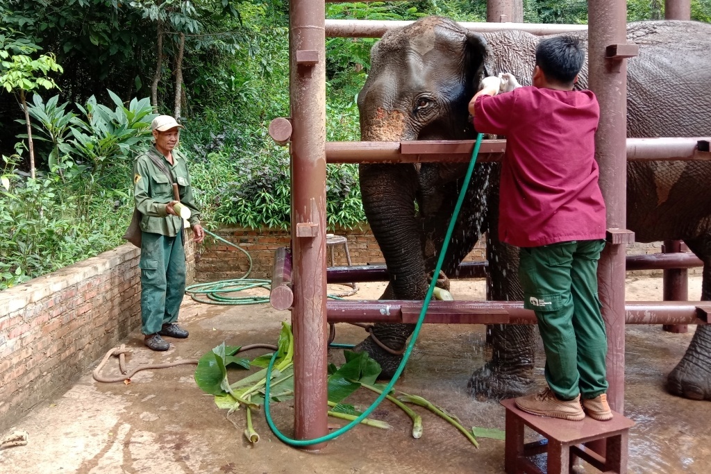 Kan, our Lao veterinary, and Mr. Ken (the elephant’s mahout) treat Mae Ven at the ECC hospital. Image by Anabel Lopez-Perez.