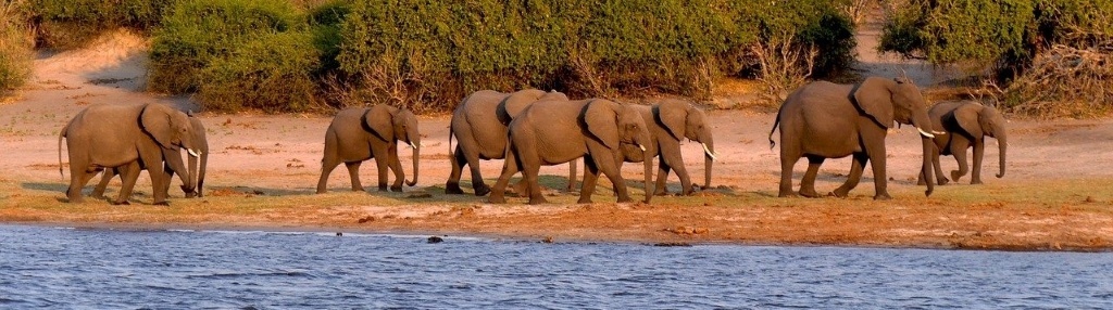 Elephants, Chobe National Park, Botswana. Image by hbieser (CC0) via Pixabay. https://pixabay.com/photos/botswana-chobe-elephant-1653100/