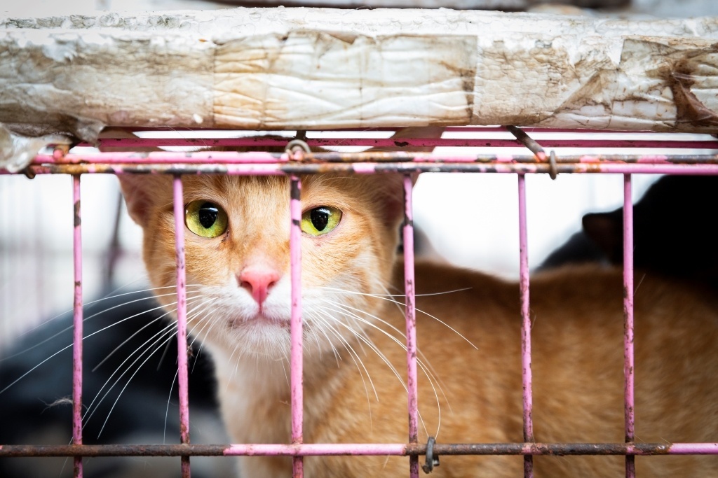 May 21, 2019. Investigation into the Dog and Cat Meat Trade in Hanoi, Vietnam | Cat in a cage, ready to be sold, killed and cooked © FOUR PAWS