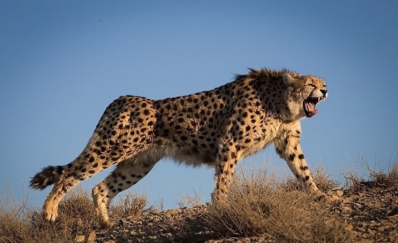 Asiatic cheetah in Iran. By Tasnim News Agency (CC BY 4.0) via Wikimedia. https://commons.wikimedia.org/w/index.php?curid=47584523