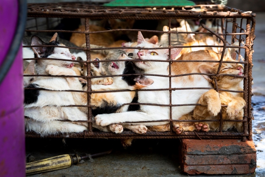 May 19, 2019 in Da Nang, Vietnam: Cats crammed in a cage before being sold, killed, and cooked. © FOUR PAWS