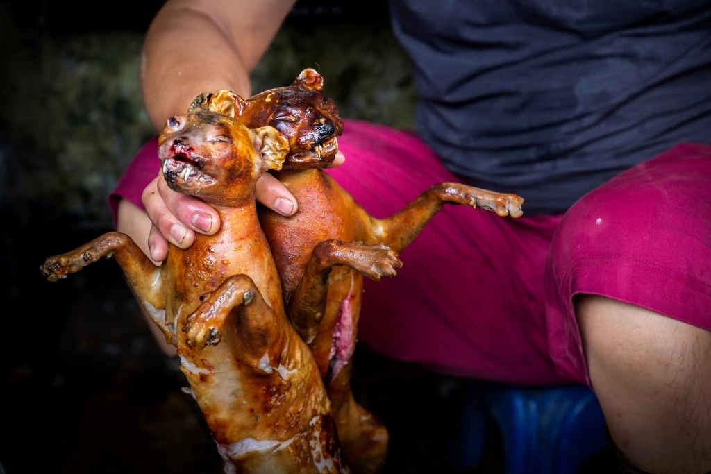 May 21, 2019 in Hanoi, Vietnam: Prepared cat meat on sale. © FOUR PAWS
