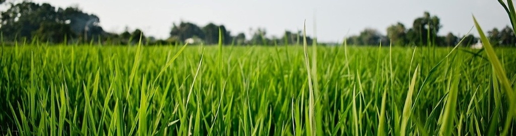 Rice in Alappuzha district of Kerala, India. Image by bhanukhan (CC0) via Pixabay. https://pixabay.com/photos/rice-kerala-alappuzha-farm-4785684/