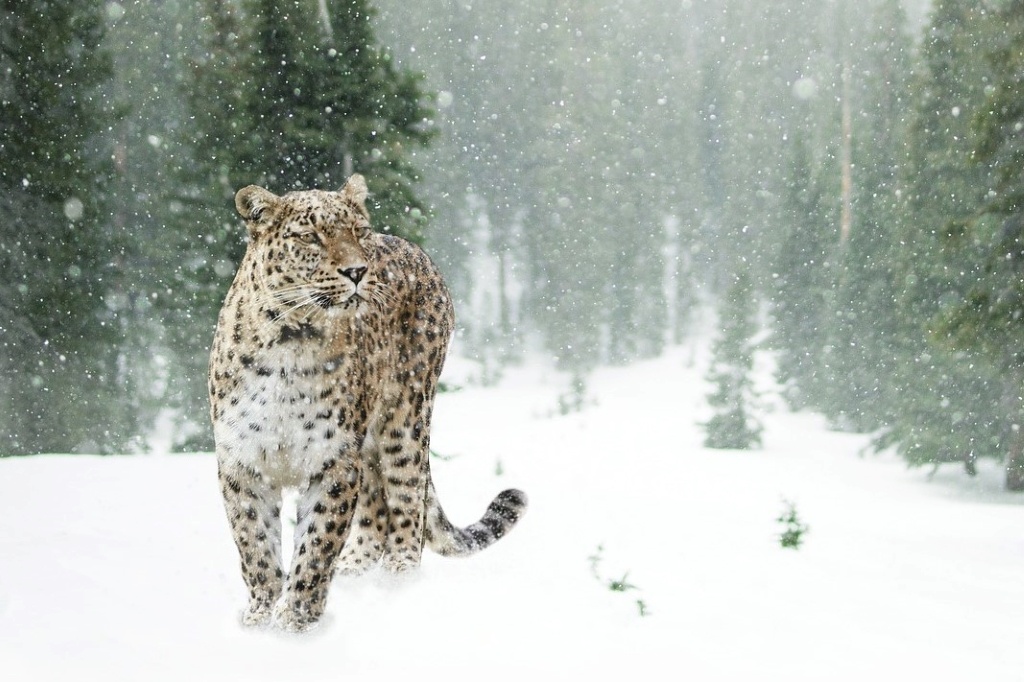 The snow leopard (Panthera uncia), also known as the ounce, is a large cat native to the mountain ranges of Central and South Asia (Wikipedia). https://en.wikipedia.org/wiki/Snow_leopard By TeeFarm (CC0) via Pixabay. https://pixabay.com/photos/leopard-snow-leopard-snow-winter-1647940/