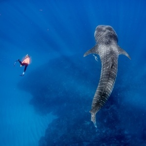 Live Ningaloo Ningaloo Reef Whale Shark encounter by Chris Jansen