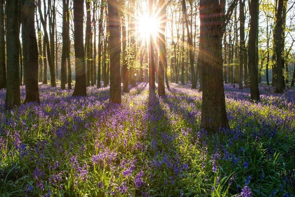 Spring bluebells in an English forest. By kretktz (CC0) via Pixabay. https://pixabay.com/photos/bluebell-forest-england-spring-1562995/