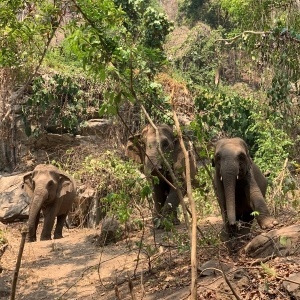 unemployed elephants kicked out of camps to fend for themselves in northern thailand