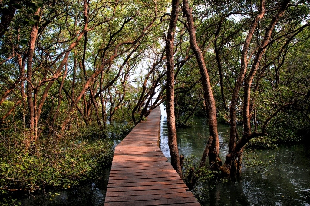Boardwalk through Wisata Hutan mangroves North Sulawesi Indonesia. By Deni Febriliyan CC0 on Unsplash