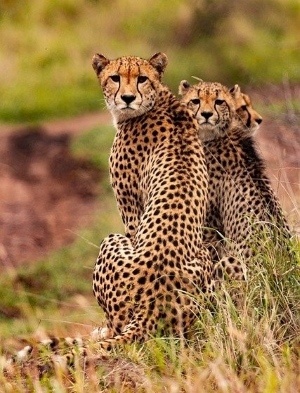A cheetah family. Image by Barr Reed (CC0) via Pixabay. https://pixabay.com/photos/cheetahs-animals-safari-5689873/