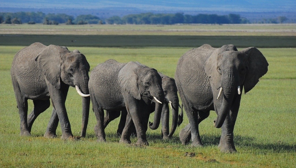 An African elephant family. Image by alexstrachan (CC0) via Pixabay. https://pixabay.com/photos/elephants-kenya-community-family-4519271/