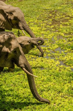 African elephants are among the "Big Five" charismatic mammals that can be found in Zambia. Photo by Birger Strahl (CC0) via Unsplash. https://unsplash.com/photos/WB_ktTs8hW0