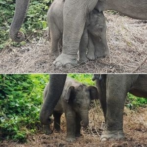 Mother and baby elephants are well at the Elephant Conservation Center in Laos