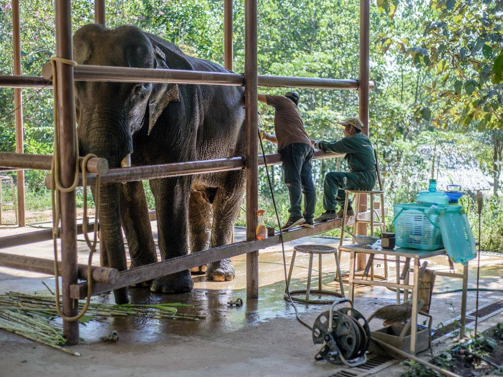 "Live animals under human care cannot be furloughed nor made redundant. Neither can their caretakers." Image supplied by the Elephant Conservation Center, Laos.