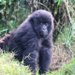Rwandan mountain gorilla