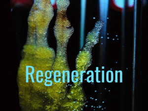 Regenerative tourism: Myth and reality. 'Regenerative Reliquary' stem cell image by Monika Robak (CC0) via Pixabay. https://pixabay.com/photos/regenerative-reliquary-amy-karle-2744729/